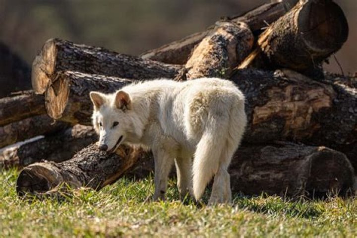 Anna (Tomasulo) Dyer – Dallas, TX